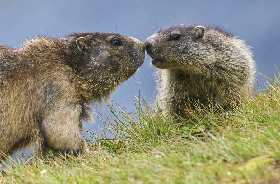 Wissenswertes über Murmeltiere: Nichts über gute Freunde