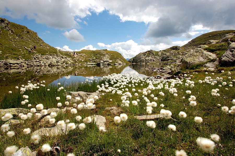 Fotowettbewerb "Flora und Fauna am Berg": Das sind die Favoriten unserer User:innen!