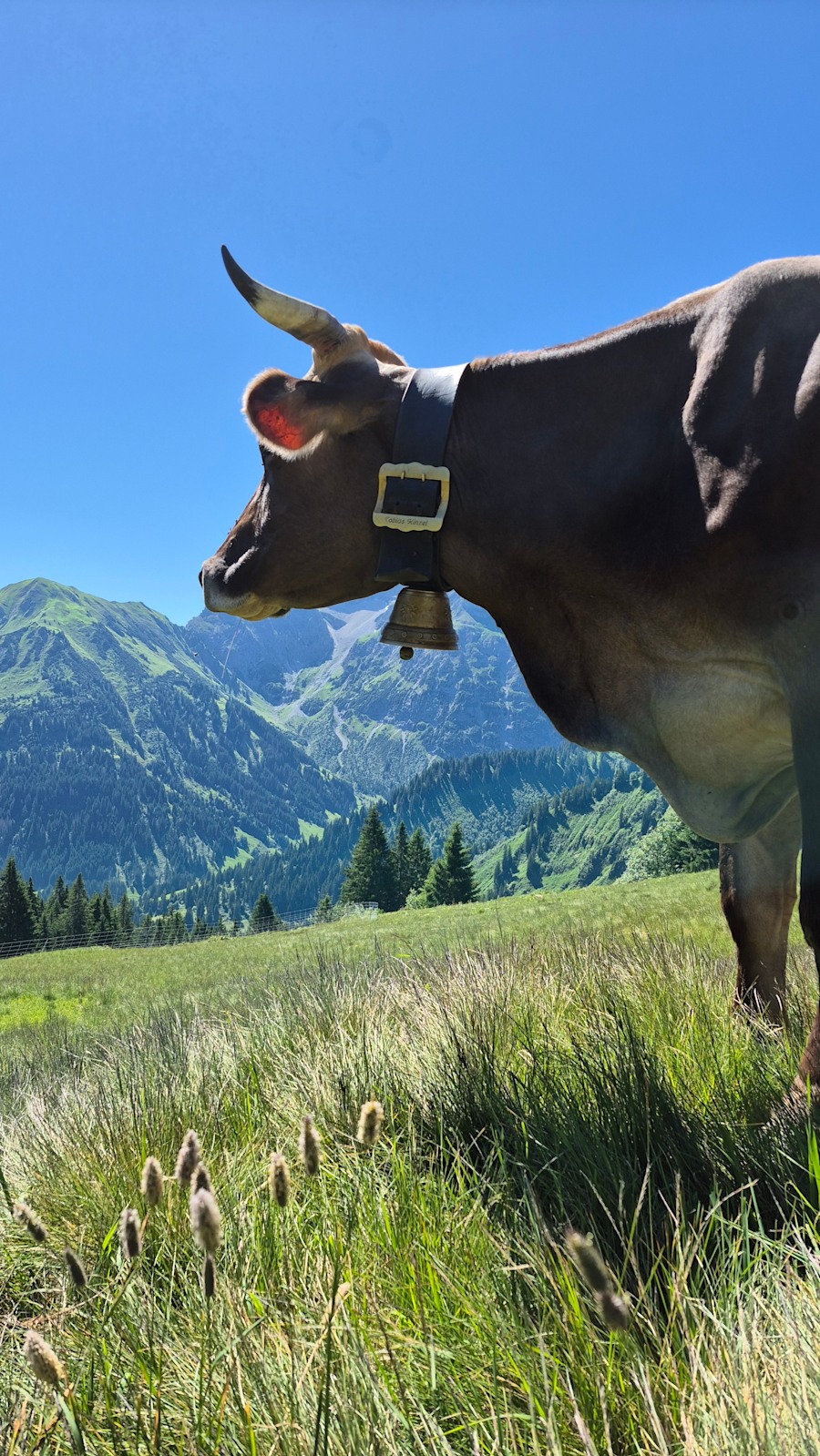 Die Kuh mit dem sehnsuchtsvollen Blick